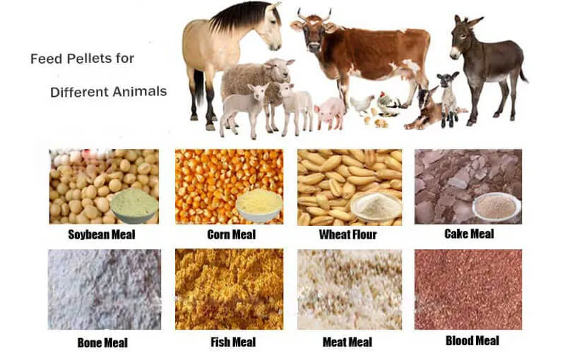 ANIMAL FEED WHOLESALE 
